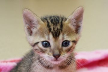 ベンガル【埼玉県・女の子・2015年3月25日・ブラウンスポテットタビー】の写真「元気いっぱいの子猫ちゃんです♪」
