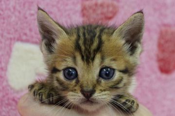 ベンガル【埼玉県・男の子・2018年9月2日・ブラウンスポテッドタビー】の写真「おめめパッチリのイケメンな男の子です♪」