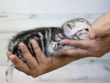 アメリカンショートヘア【埼玉県・女の子・2020年4月12日・シルバータビー】の写真4「5／14撮影」