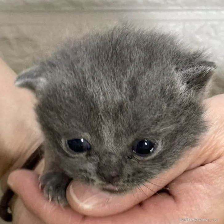 ID：2505-00380の子猫