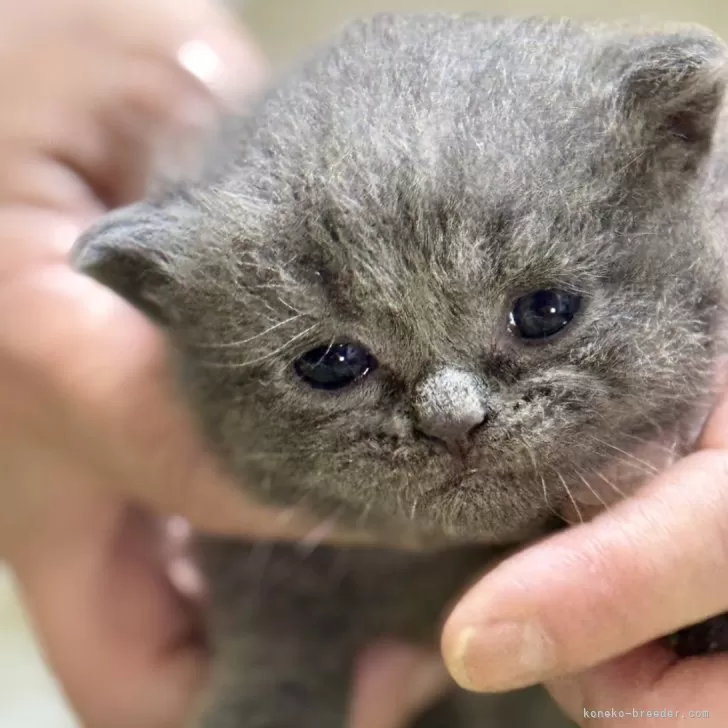 ID：2509-01256の子猫