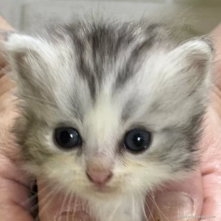 ID：2508-01640の子猫
