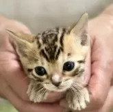 ベンガル