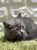 ブリティッシュショートヘア【埼玉県・男の子・2026年5月19日・ブルー・シルバー系】の写真2