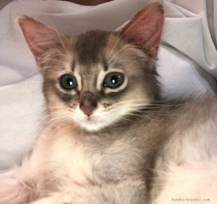 大村　有紀(おおむら　ゆき)ブリーダー(滋賀県・ベンガルなど・JAPAN CAT CLUB登録)の紹介写真2
