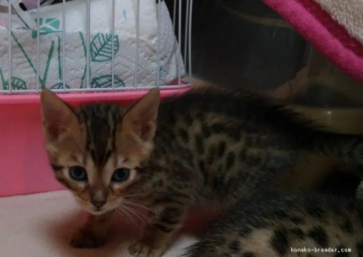 ID:2003-00753の子猫