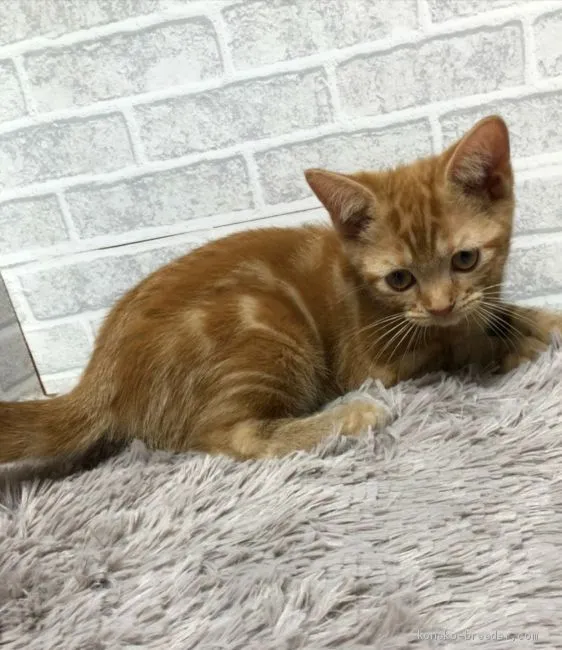 ID:1909-00553の子猫