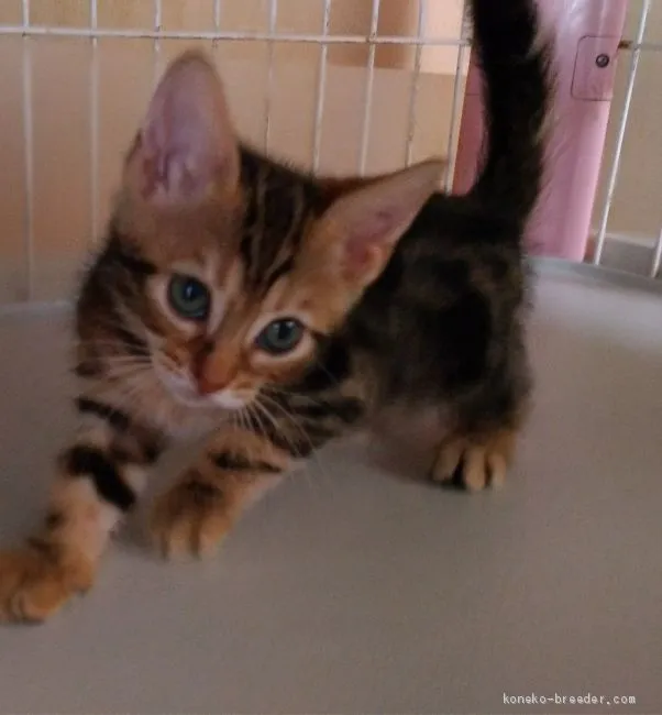ID：1909-00570の子猫