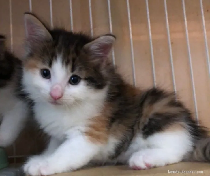 ID：2006-01293の子猫