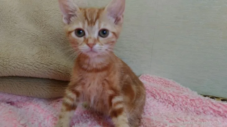 ID：1809-01443の子猫