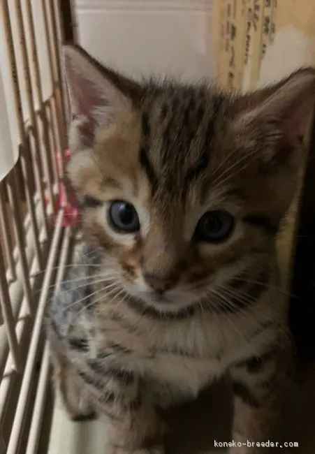 ID：2102-00506の子猫