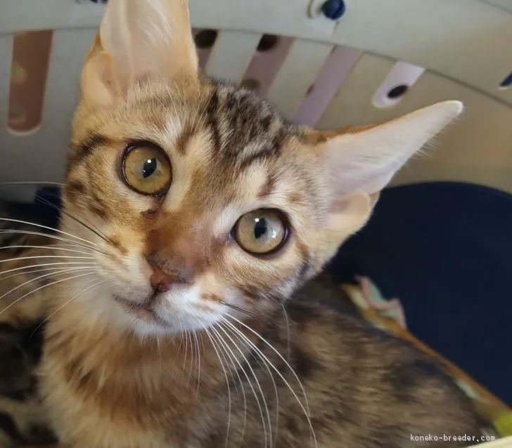 ID:2101-00441の子猫