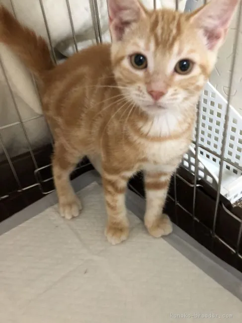 ID:1807-00488の子猫
