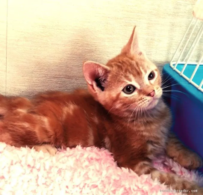ID：1811-00872の子猫