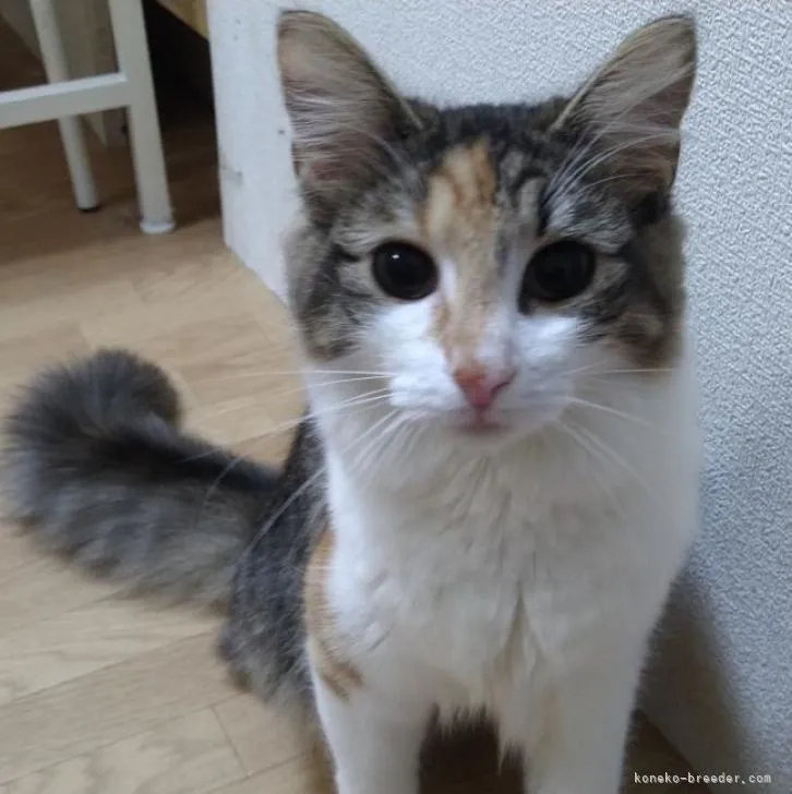 ID：2212-00763の子猫