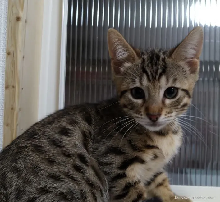 ID：2205-02370の子猫