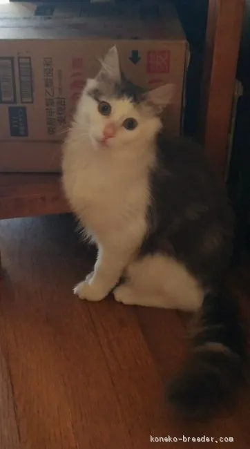ID：1911-01628の子猫
