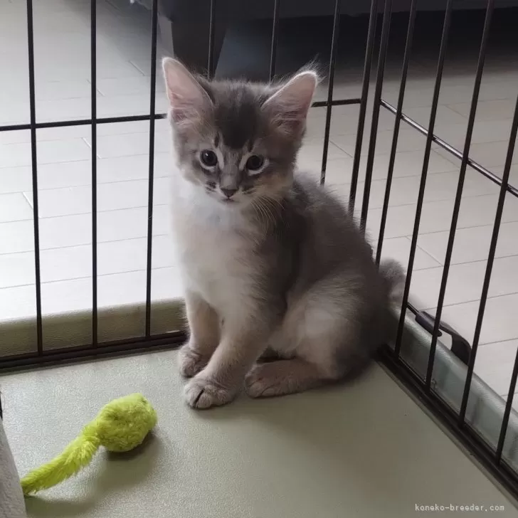 ID:2407-03233の子猫