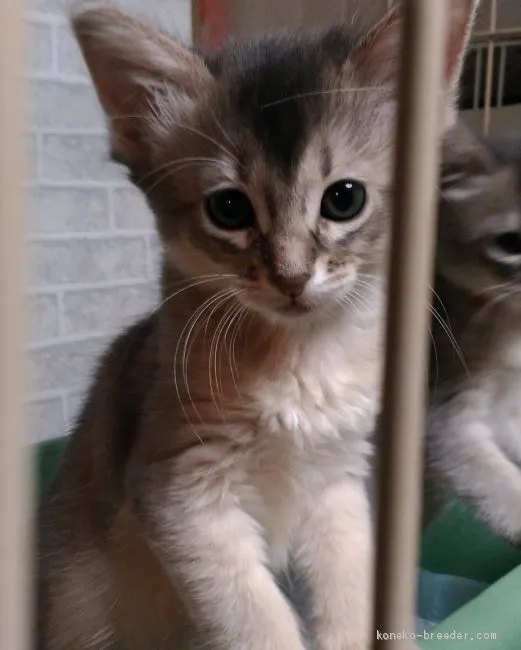 ID:2003-01601の子猫