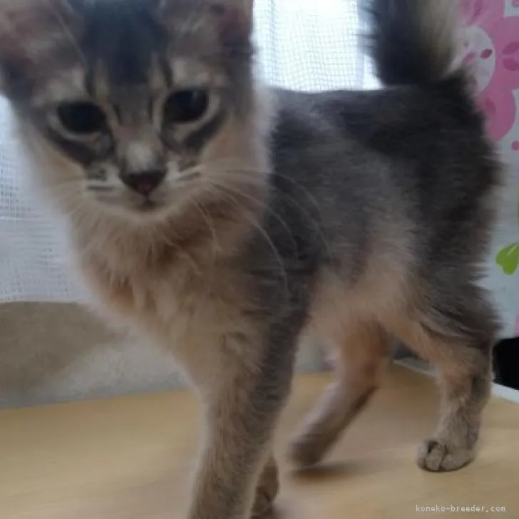 ID:2212-00741の子猫
