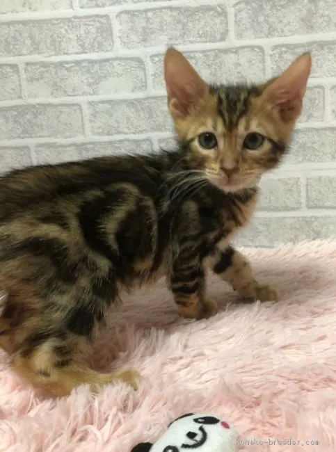 ID:1909-00979の子猫