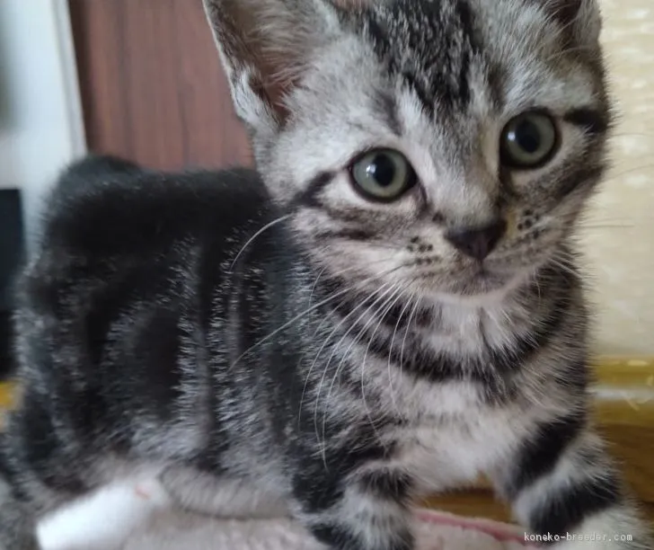 ID:2011-00872の子猫