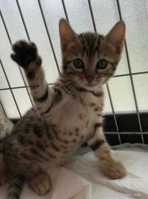 ID:1907-01756の子猫