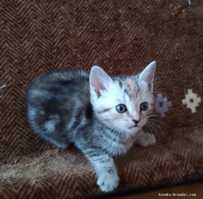 ID:2011-00933の子猫