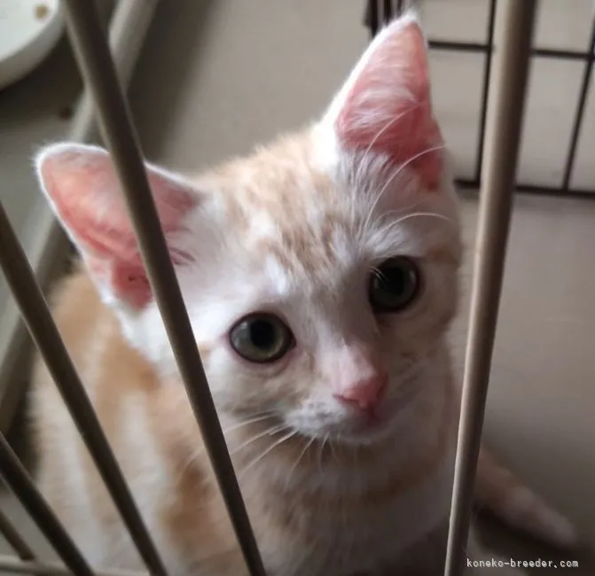 ID：2106-02505の子猫