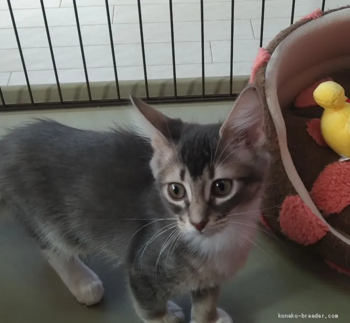 ID：2011-00971の子猫