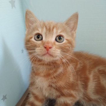 アメリカンショートヘア【滋賀県・男の子・2024年7月2日・レッド】の写真「可愛いおとこの子です🩷」