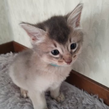 ソマリ【滋賀県・男の子・2024年10月14日・ブルー】の写真「とりあえず12月10日頃までで販売終了します」