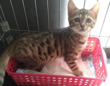 ベンガル【滋賀県・女の子・2020年12月18日・ブラウンスポテッドタビー】の写真「お写真更新しました😻」