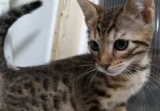 ベンガル【滋賀県・男の子・2022年3月27日・ブラウンスポテッドタビー】の写真1「5月22日撮影」