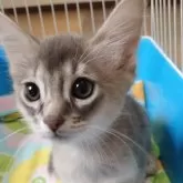 ソマリ【滋賀県・男の子・2024年7月1日・ブルー】の写真1「お顔は女の子っぽいですね🤗」