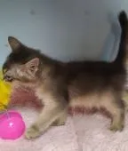 ソマリ【滋賀県・女の子・2021年4月1日・ブルー】の写真3