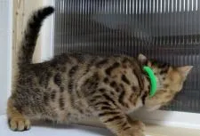 ベンガル【滋賀県・男の子・2022年3月27日・ブラウンスポテッドタビー】の写真3