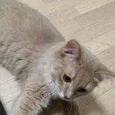 ソマリ【滋賀県・女の子・2021年12月18日・フォーン】の写真4「6月25日撮影」