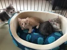 ノルウェージャンフォレストキャット【滋賀県・男の子・2019年4月28日・クリームタビーアンドホワイト】の写真4