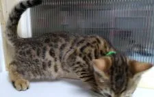 ベンガル【滋賀県・男の子・2022年3月27日・ブラウンスポテッドタビー】の写真5