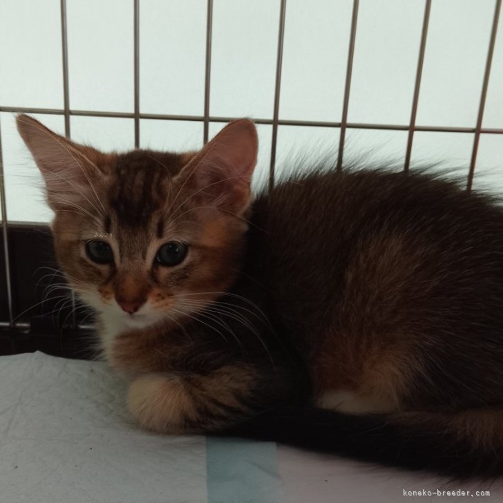 ブリーダー画像