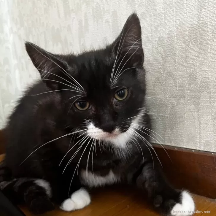 ID：2502-02451の子猫