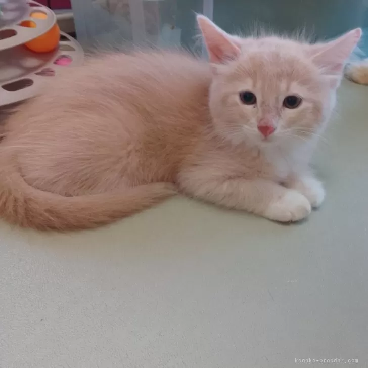 ID：2509-00079の子猫