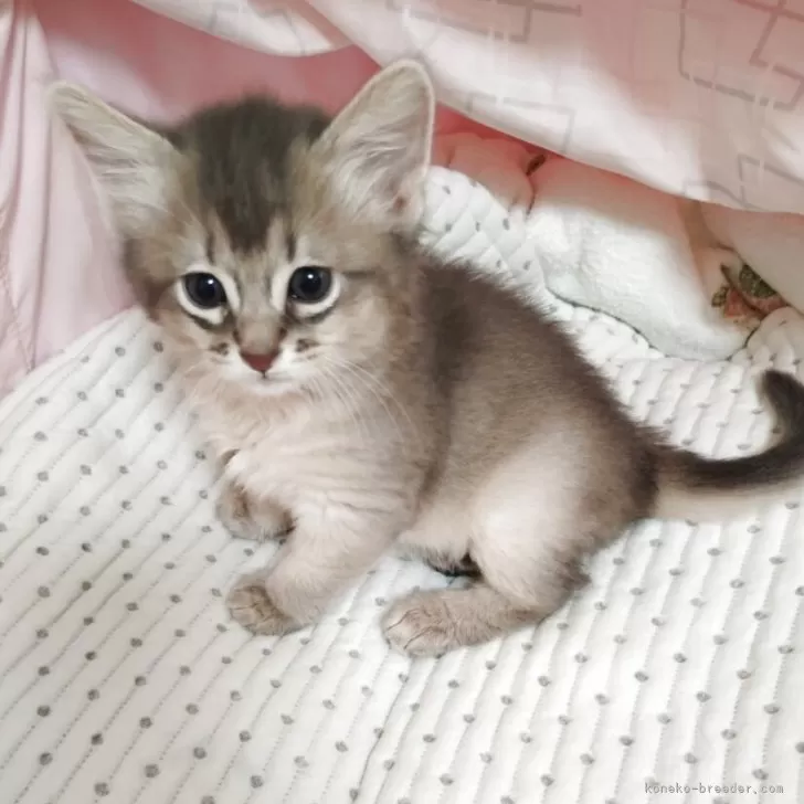ID:2505-00454の子猫