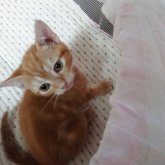 アメリカンショートヘア