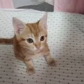アメリカンショートヘア