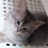 ソマリ【滋賀県・男の子・2025年10月14日・ブルー】の写真1