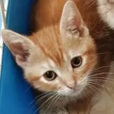アメリカンショートヘア