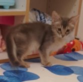 ソマリ