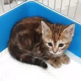 ベンガル×アメショー